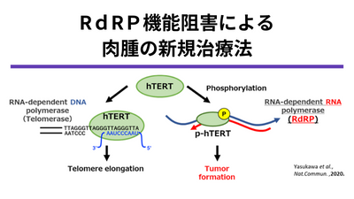 R-loop制御機構を標的とした新規核酸医薬の開発