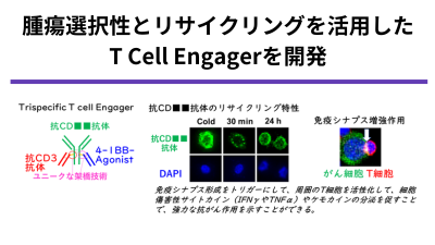 リサイクリング特性と4-1BB-Agonist活性を活用したT cell Engagerの開発
