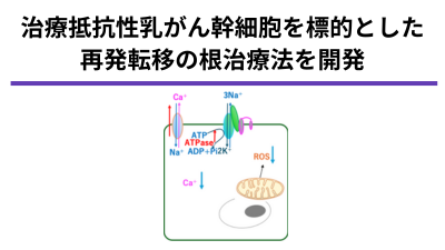 治療抵抗性乳がん幹細胞を標的とした核酸医薬による根治療法の開発