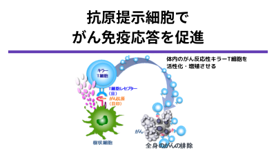 がん治療⽤抗原提⽰細胞プラットフォームの⾮臨床試験パッケージ策定研究