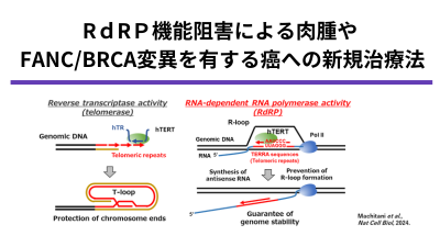 R-loop制御機構を標的とした治療法の開発