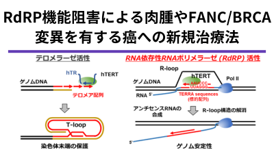 R-loop制御機構を標的とした治療法の開発