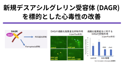 新規デスアシルグレリン受容体をターゲットとした薬剤性心障害ならびに心不全全般における予防、治療薬の創薬