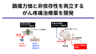 がん緩和医療及びがん支持療法拡充のための依存性の無い強力な非麻薬性オピオイド鎮痛薬の開発